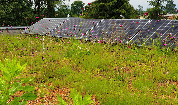a living roof of wildflowers with solar panels integrated next to it